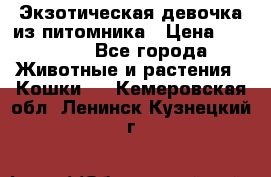 Экзотическая девочка из питомника › Цена ­ 25 000 - Все города Животные и растения » Кошки   . Кемеровская обл.,Ленинск-Кузнецкий г.